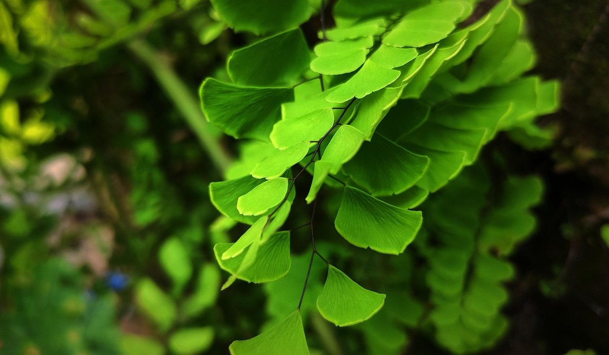 Choosing the Right Compost for Container Plants