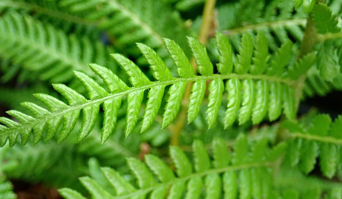 How to Grow Hardy Ferns in Shady British Gardens