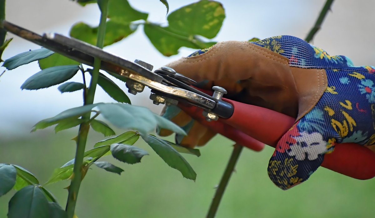 Planting a Small Orchard for Fresh Fruit